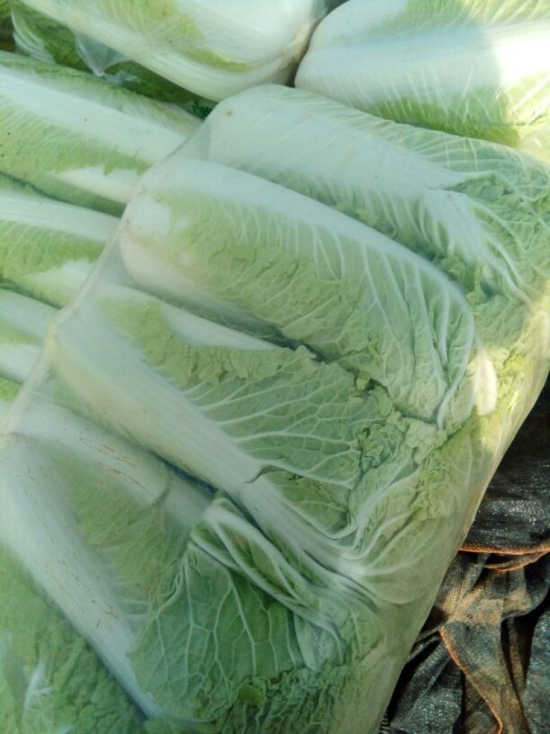北京三号白菜净菜4~6斤