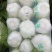 北京三号白菜净菜4~6斤