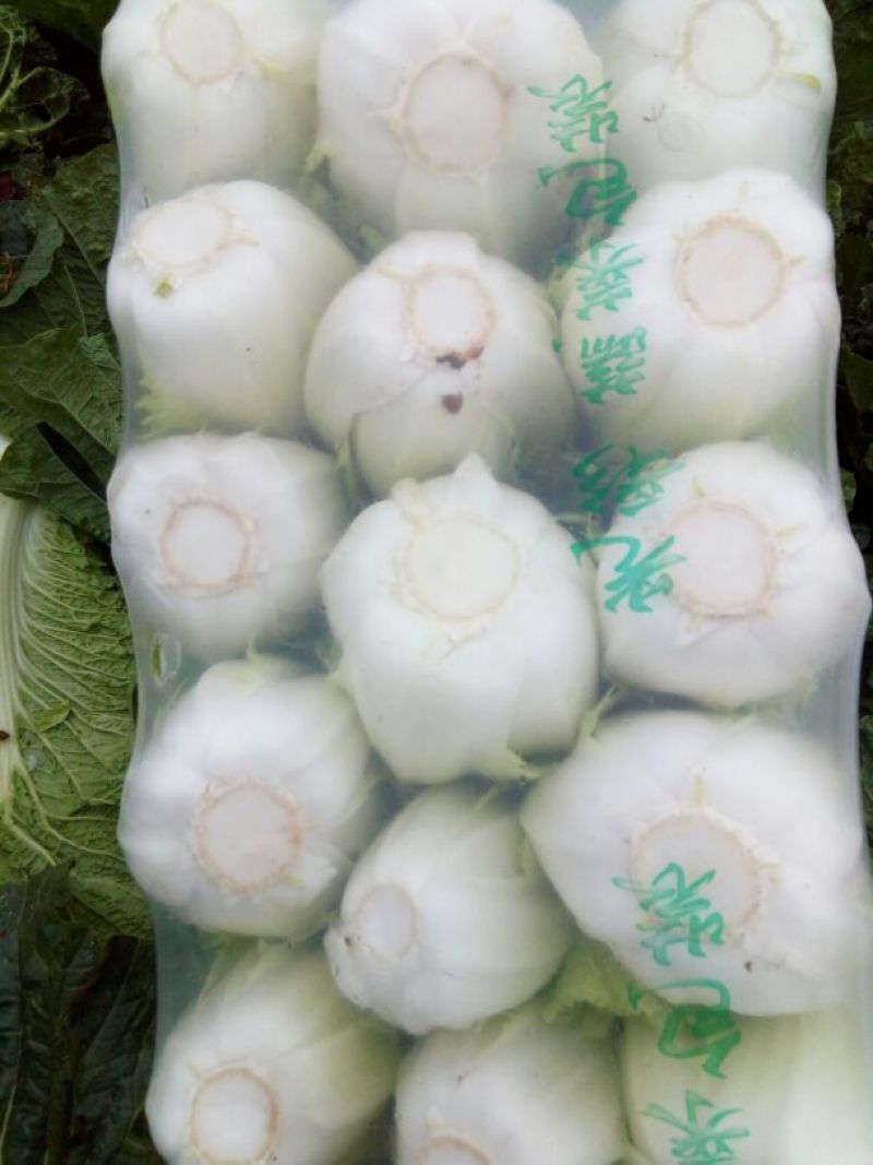 北京三号白菜净菜4~6斤