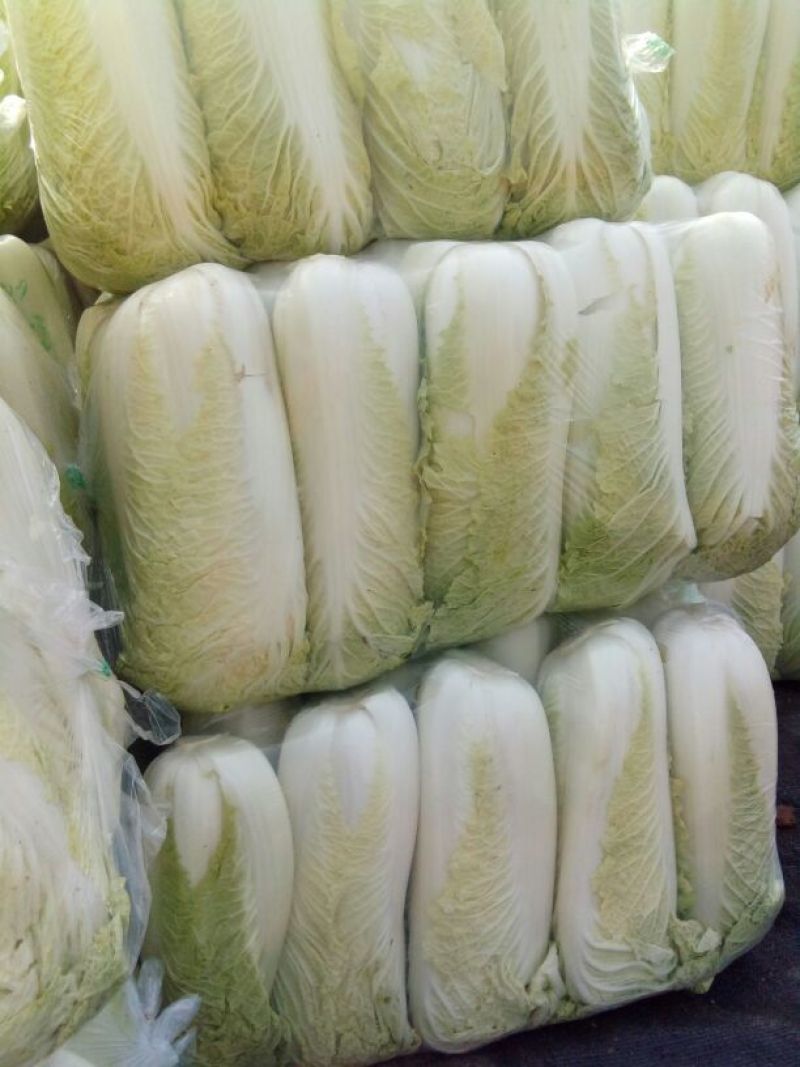 北京三号白菜净菜4~6斤