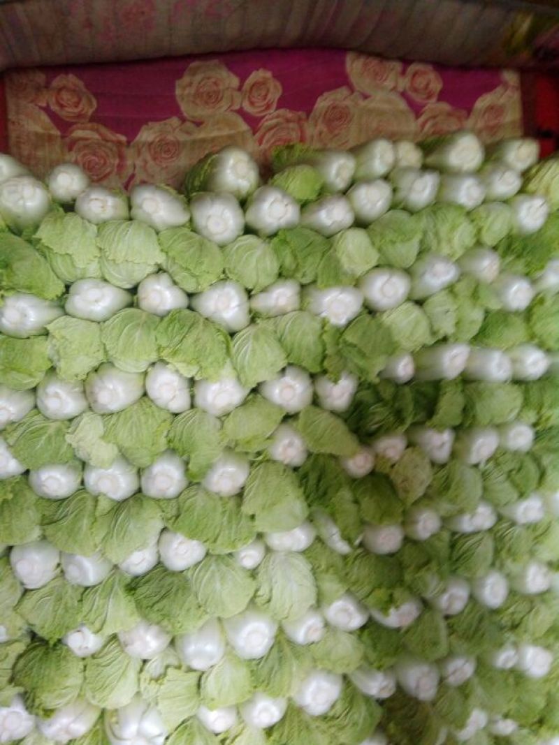 北京三号白菜净菜4~6斤
