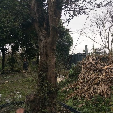 黄檀木树桩