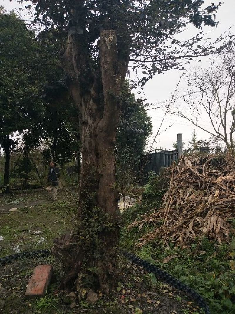 黄檀木树桩
