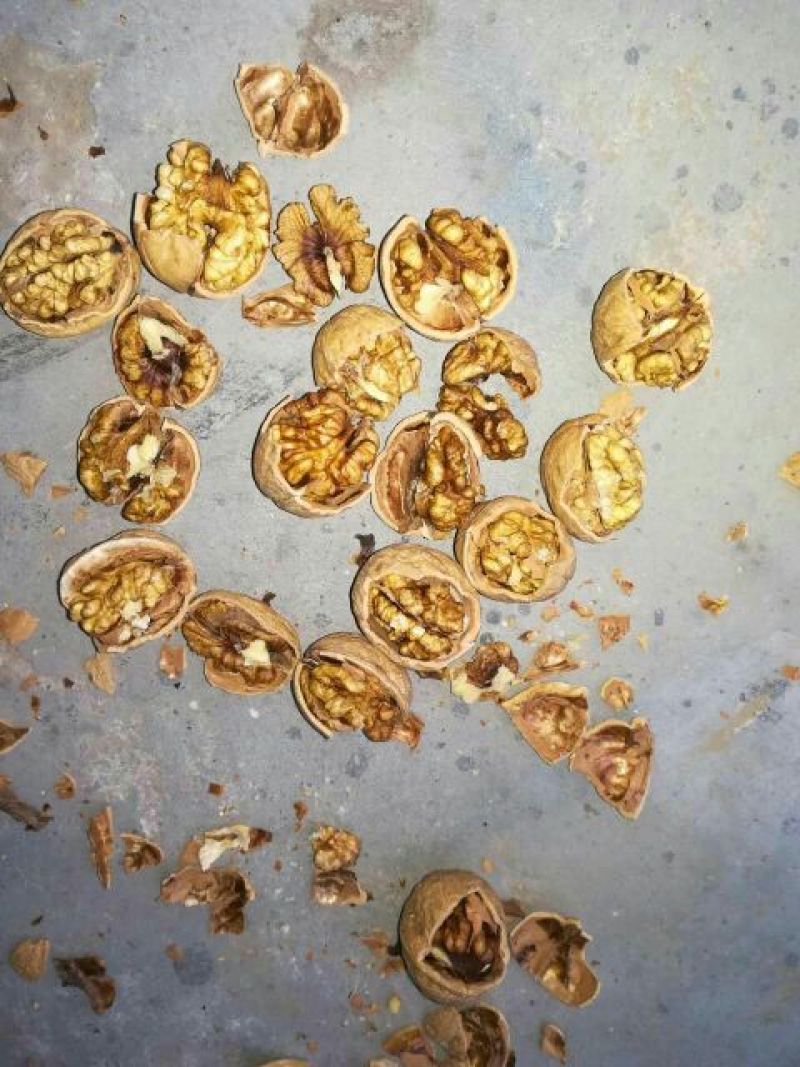 薄皮核桃去皮30mm以上籽仁饱满基地直供