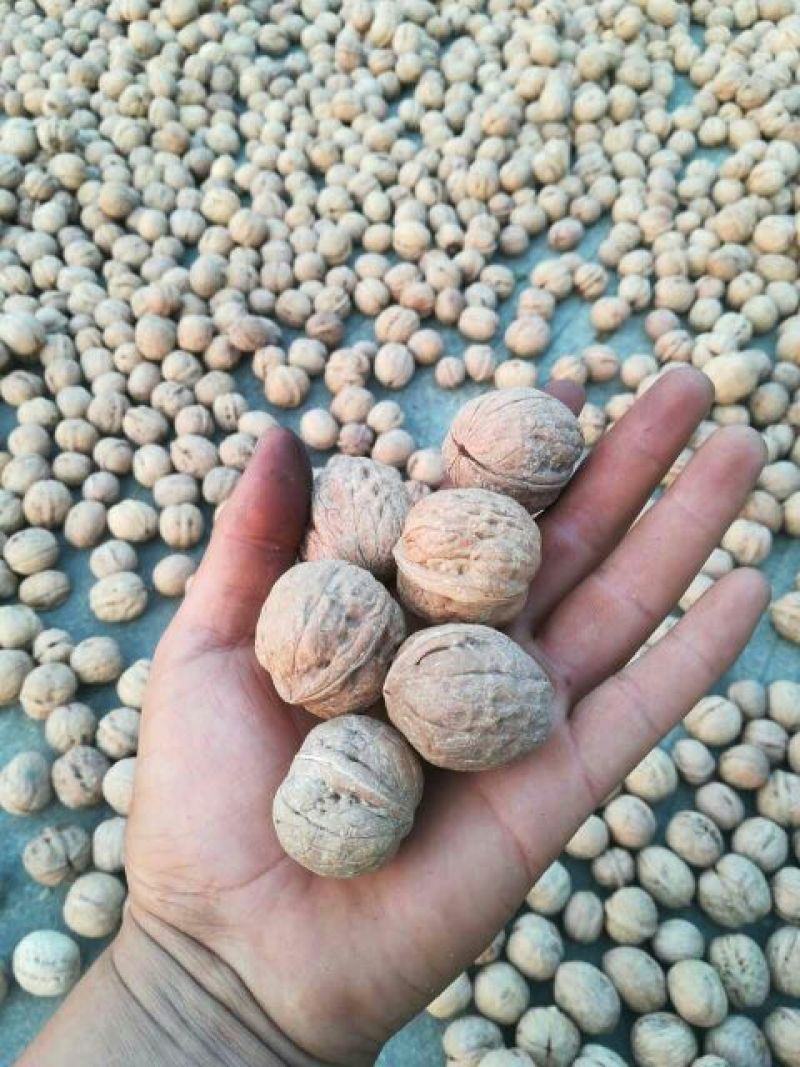 薄皮核桃去皮30mm以上籽仁饱满基地直供