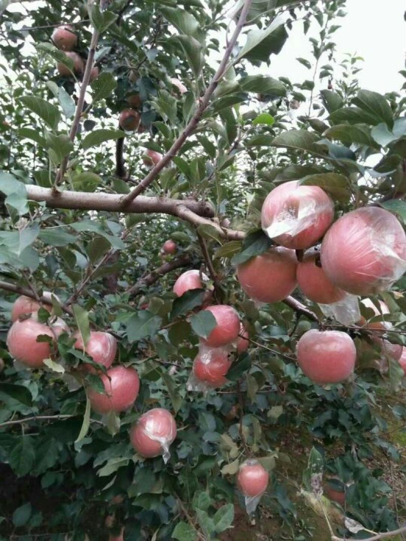 糖芯红富士苹果80mm以上膜袋产地直发一手货源