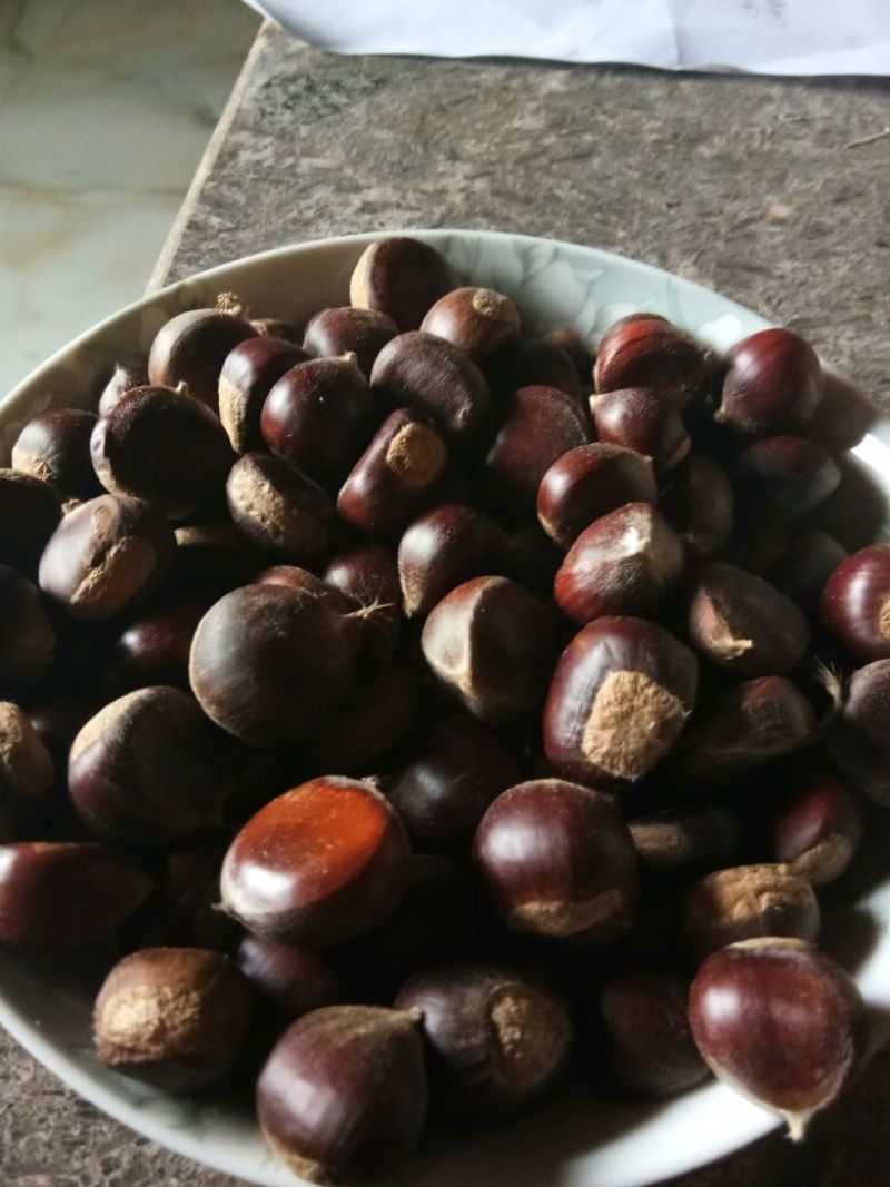 野生板栗菜栗种小栗