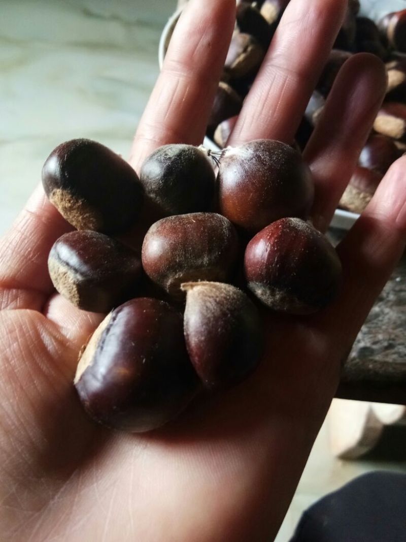 野生板栗菜栗种小栗