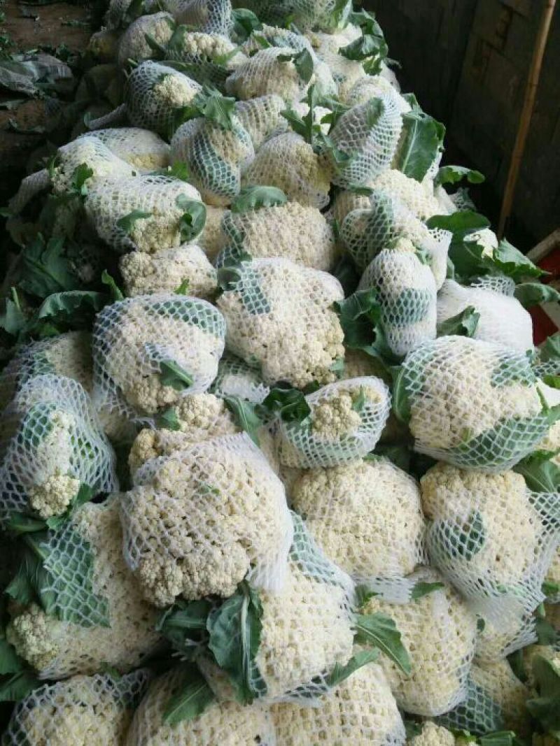 【精品花菜】产地直供商超品质支持打冷各类包装等