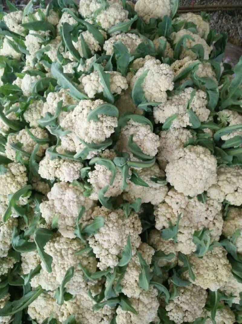 【精品花菜】产地直供商超品质支持打冷各类包装等