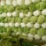 【精品白菜】黄芯/87-14等系列、支持打冷包装常年供应