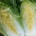 【精品白菜】黄芯/87-14等系列、支持打冷包装常年供应