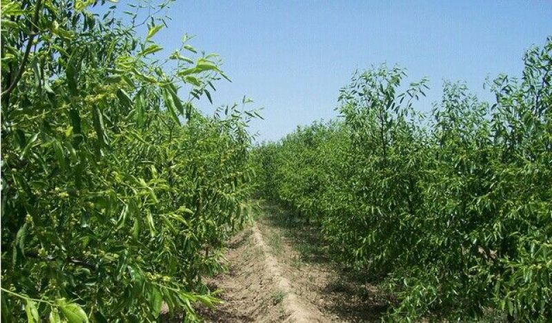 枣树苗品种纯正规格齐全，纯正沾化冬枣苗