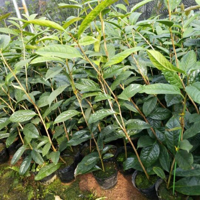 金花茶树苗50~80cm