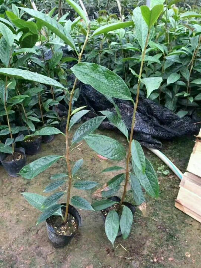 金花茶树苗50~80cm
