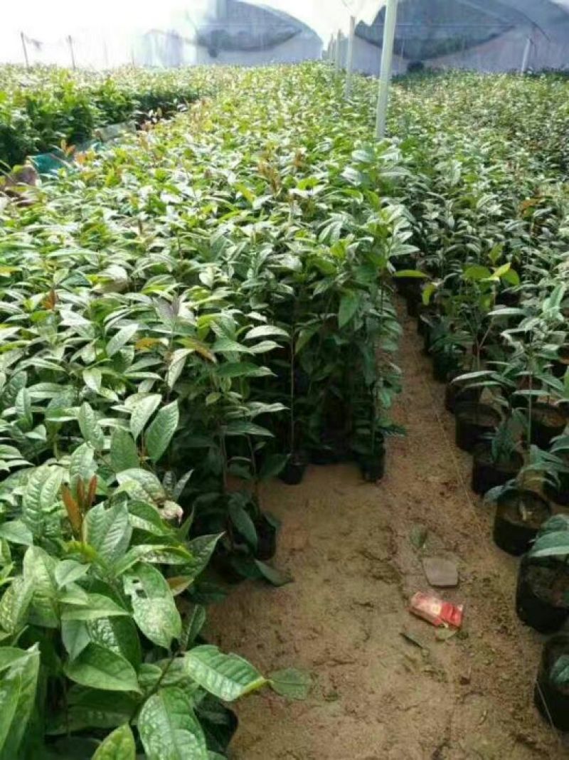 金花茶树苗50~80cm