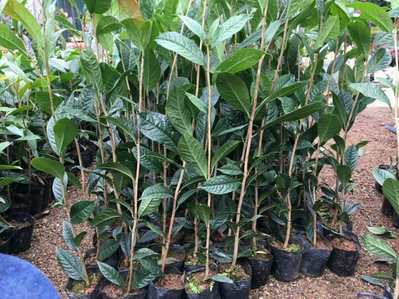金花茶树苗50~80cm