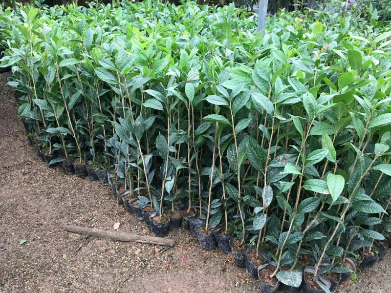 金花茶树苗50~80cm