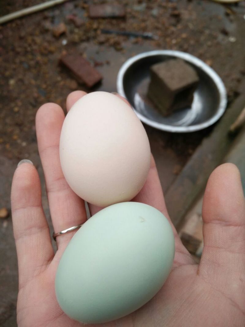 绿壳鸡蛋40~50g食用