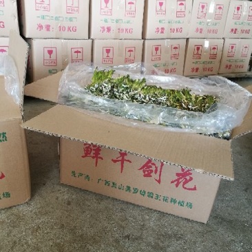 广西农家剑花(霸王花，新鲜干花)