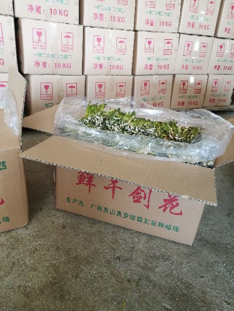 广西农家剑花(霸王花，新鲜干花)