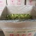广西农家剑花(霸王花，新鲜干花)
