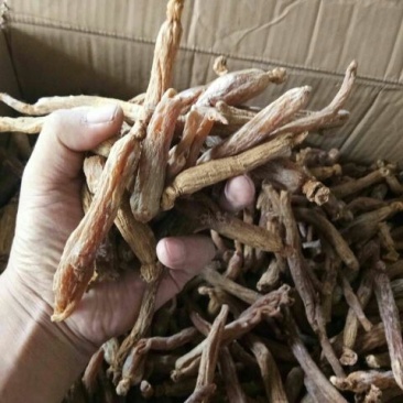 红参无糖红参光支