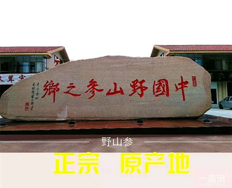 红参无糖红参光支