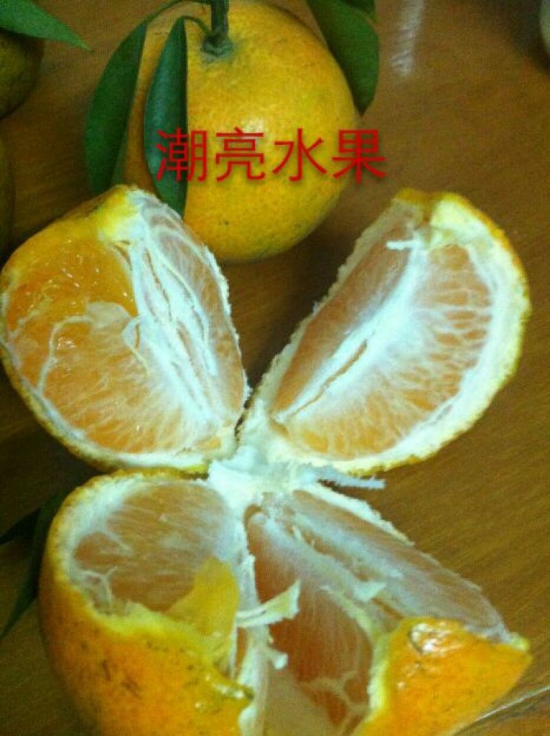 柑桔苗30~50cm