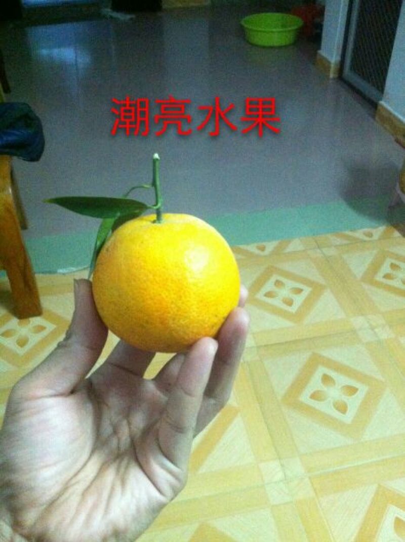 柑桔苗30~50cm