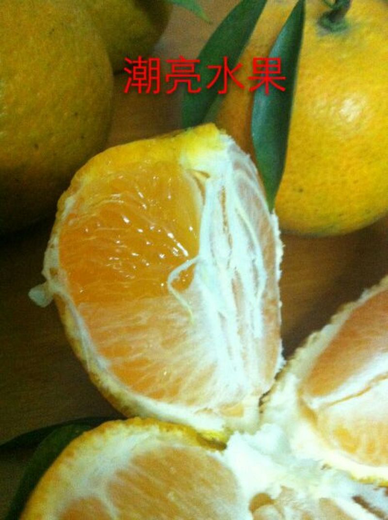 柑桔苗30~50cm