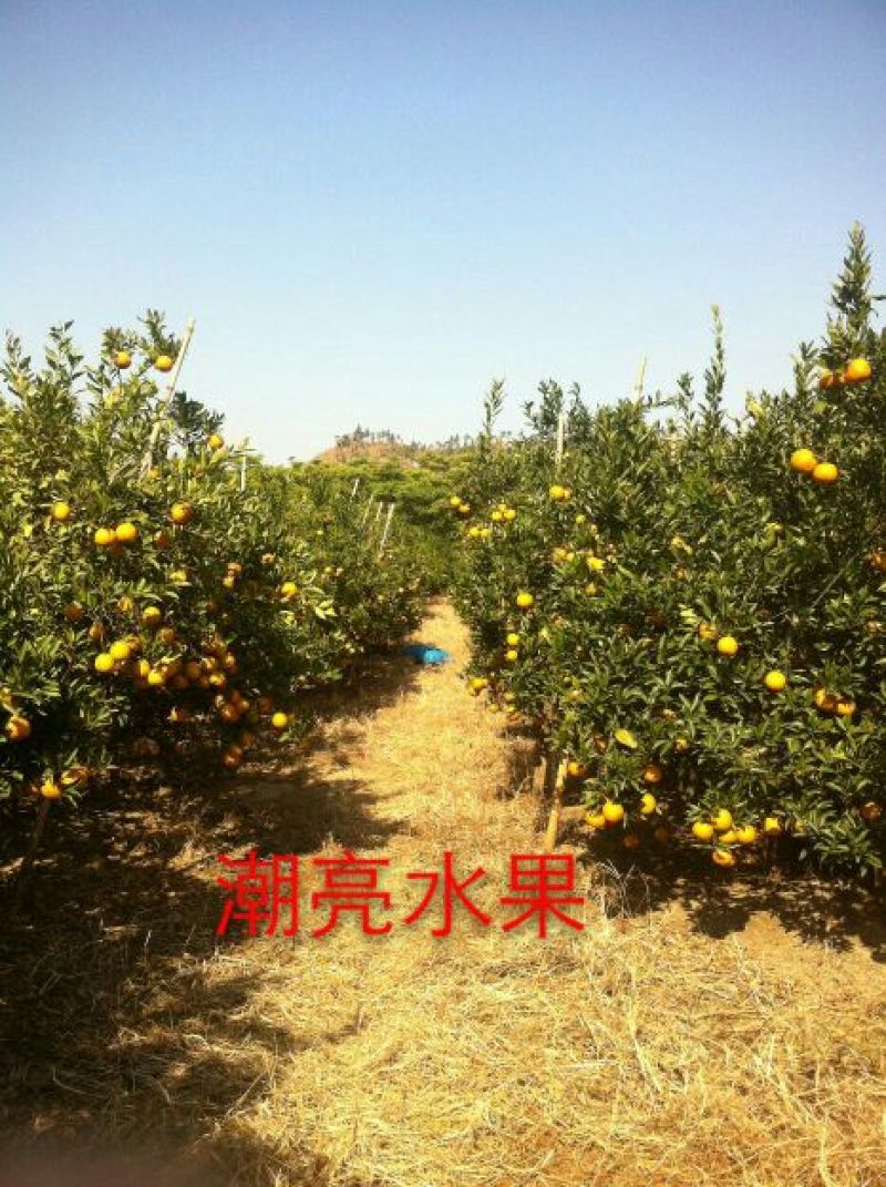 柑桔苗30~50cm