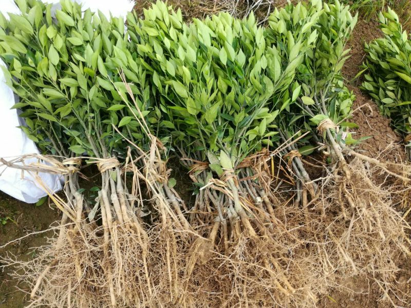 柑桔苗30~50cm