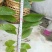释迦苗30~50cm