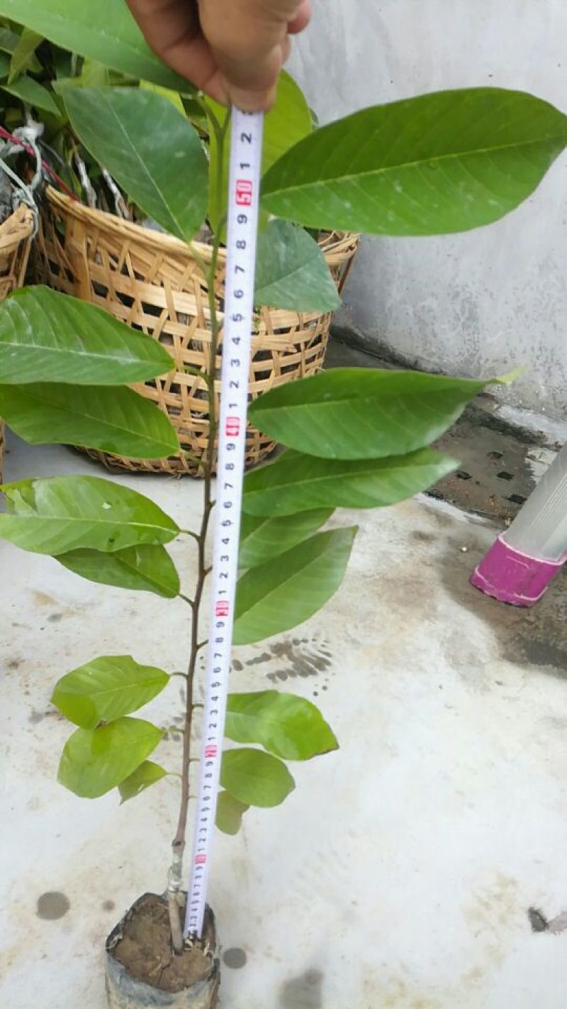 释迦苗30~50cm