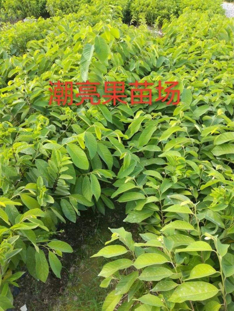 释迦苗30~50cm