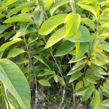 释迦苗30~50cm
