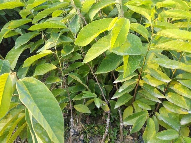 释迦苗30~50cm