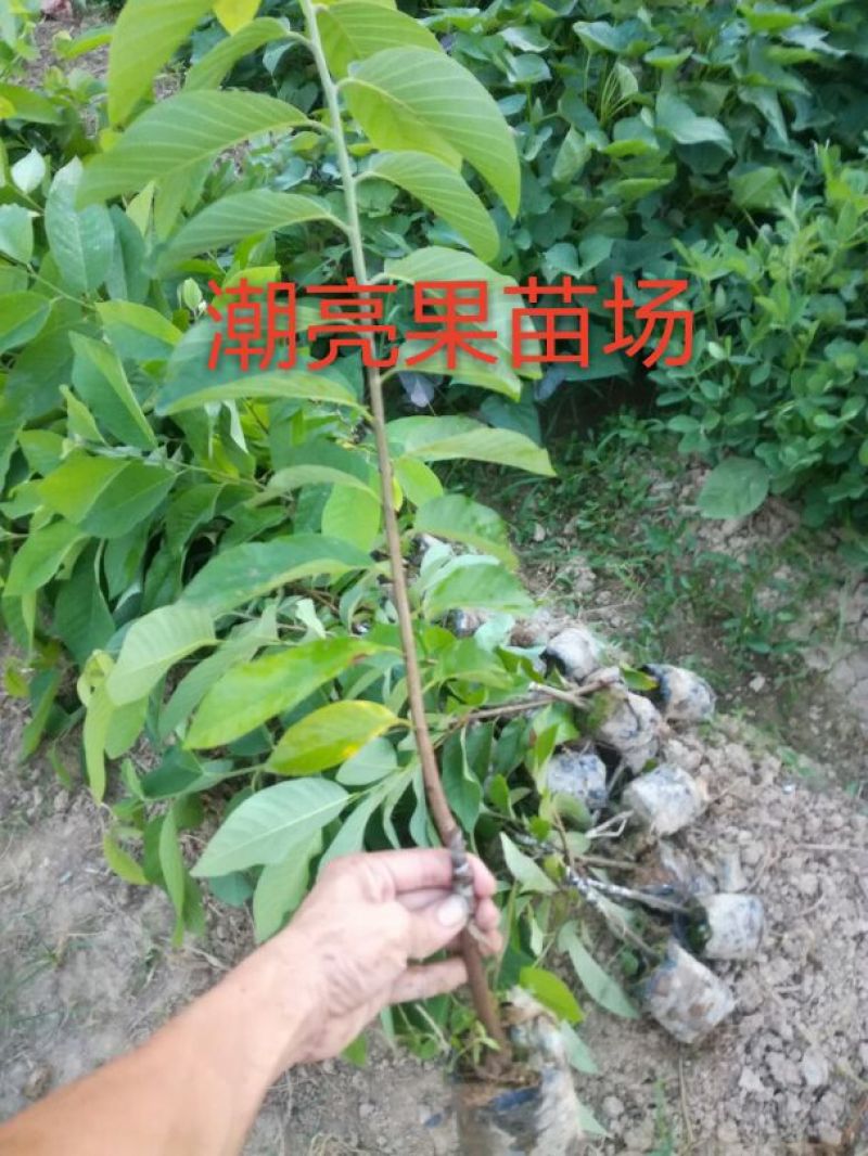 释迦苗30~50cm