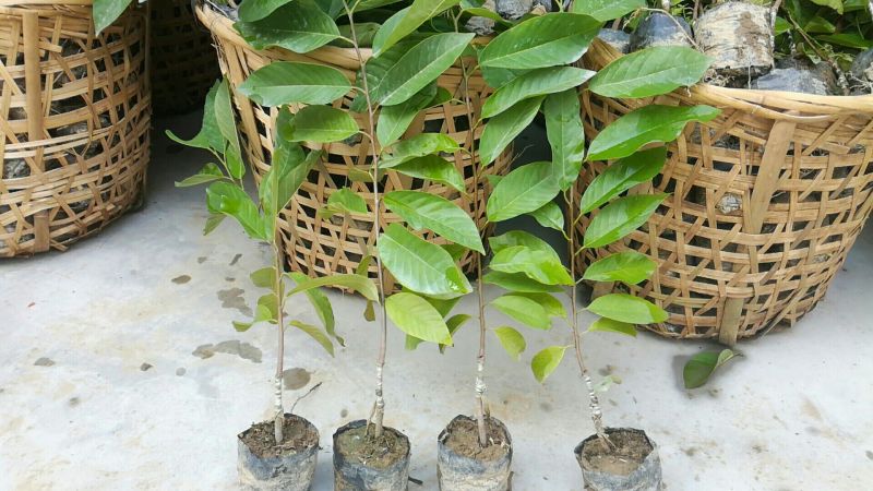 释迦苗30~50cm
