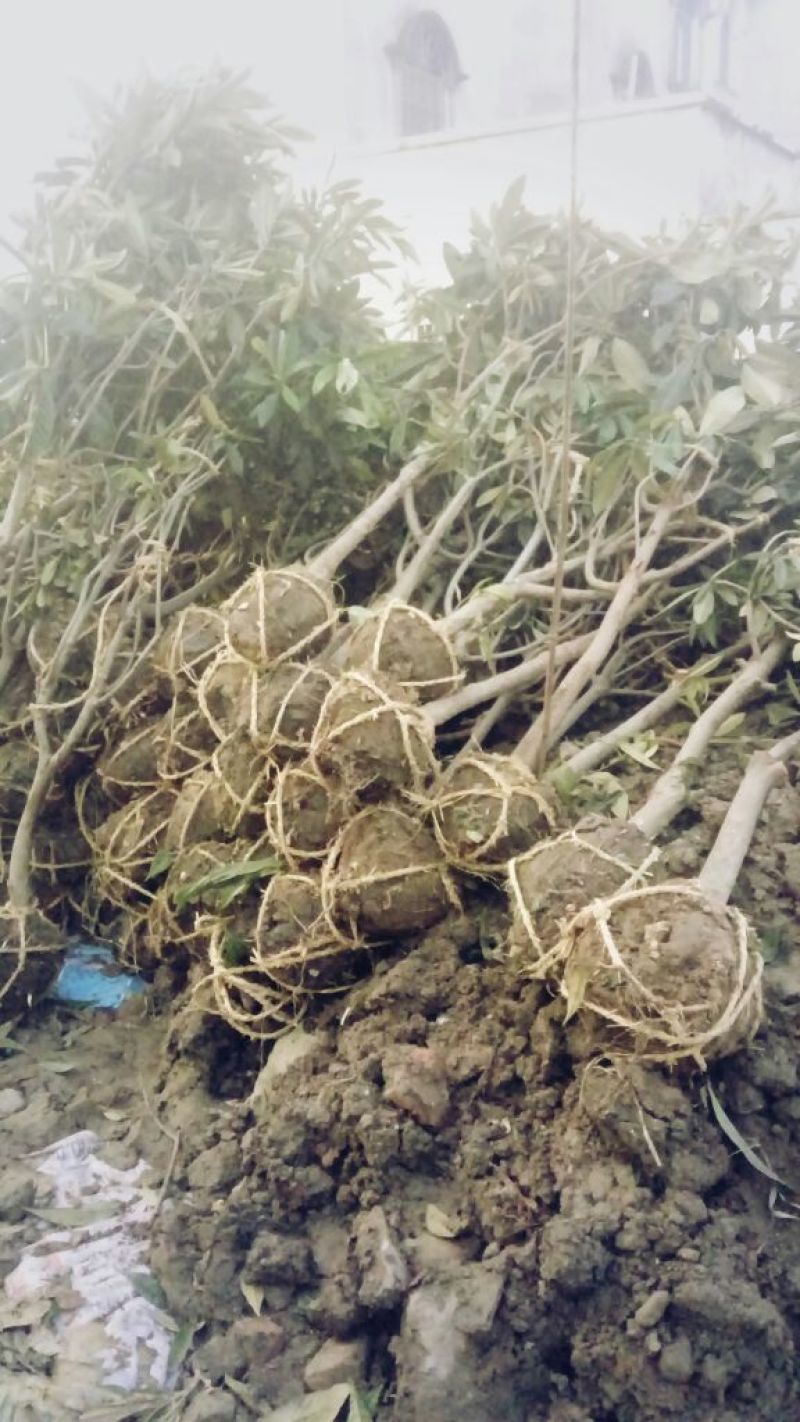 枇杷树地径5公分，标准泥球