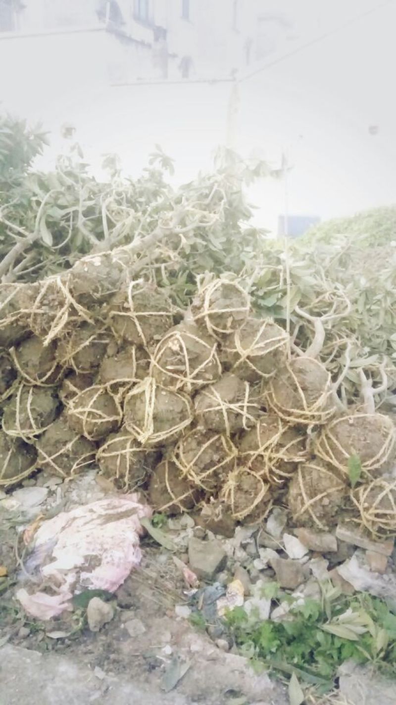枇杷树地径5公分，标准泥球