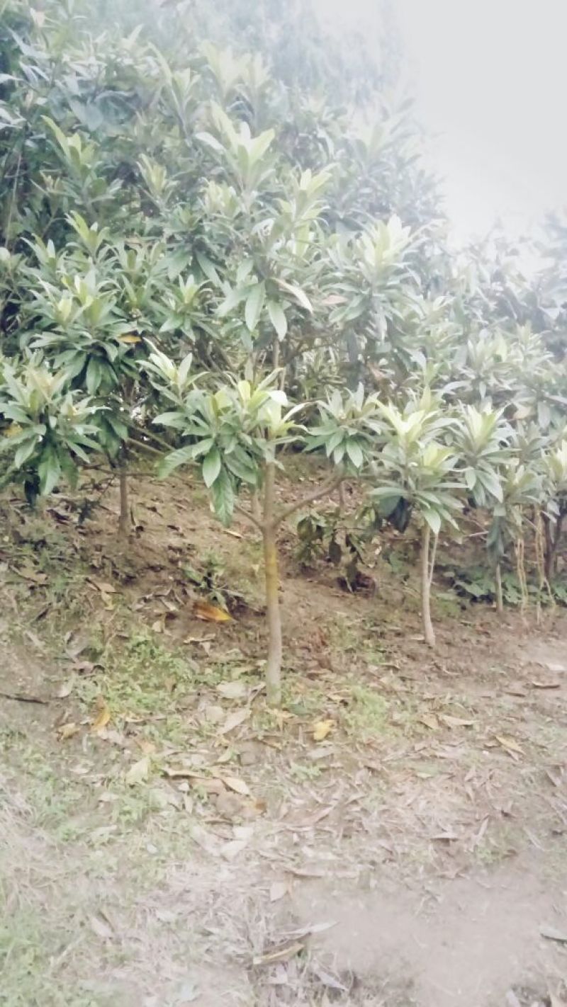 枇杷树地径5公分，标准泥球