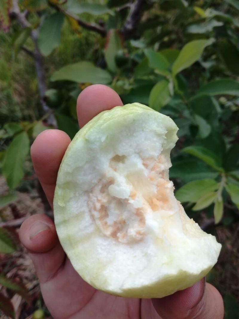 番石榴苗30~50cm