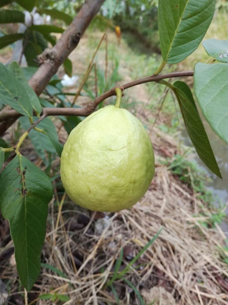 番石榴苗30~50cm
