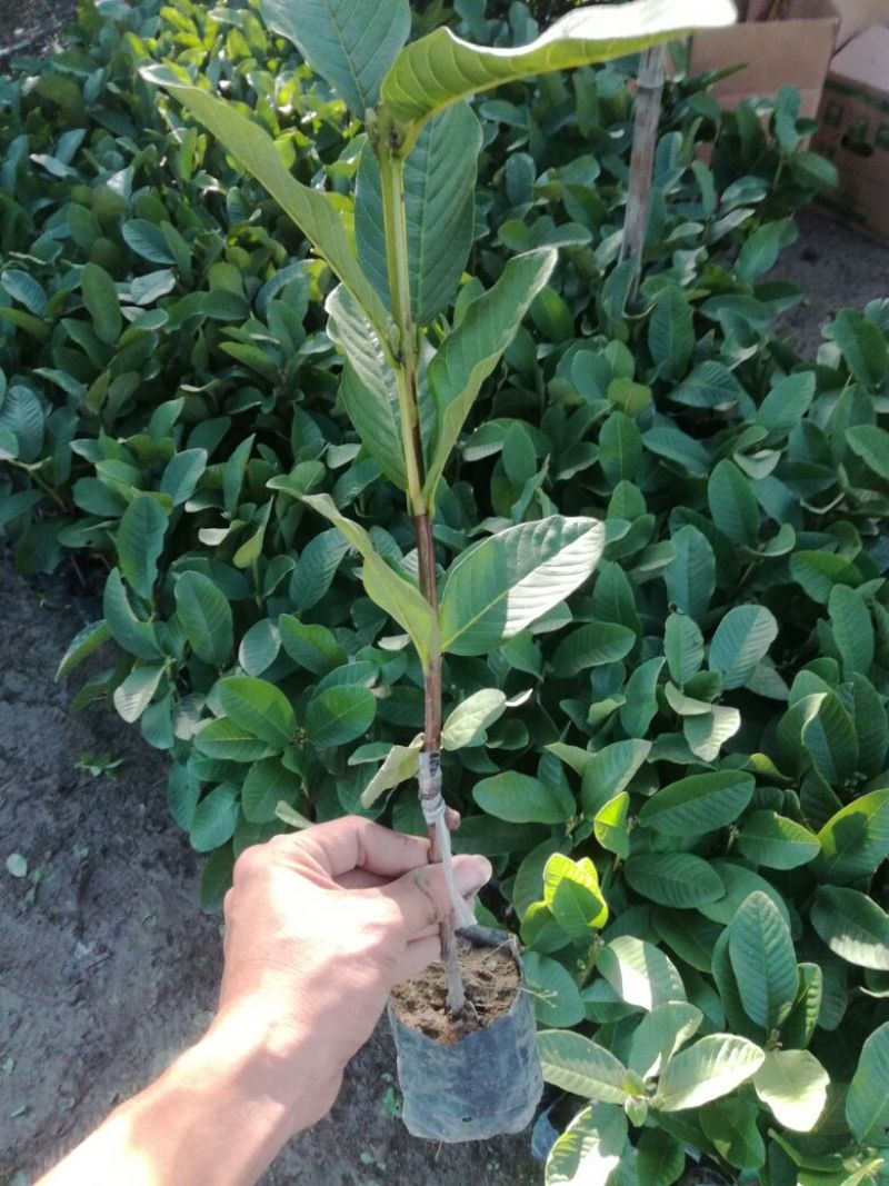 番石榴苗30~50cm