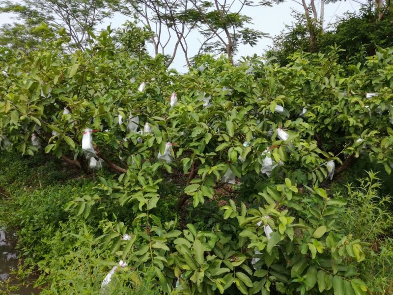 番石榴苗30~50cm