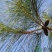 松针
