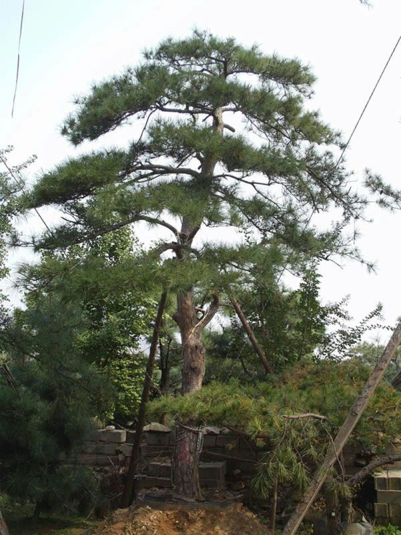 松针
