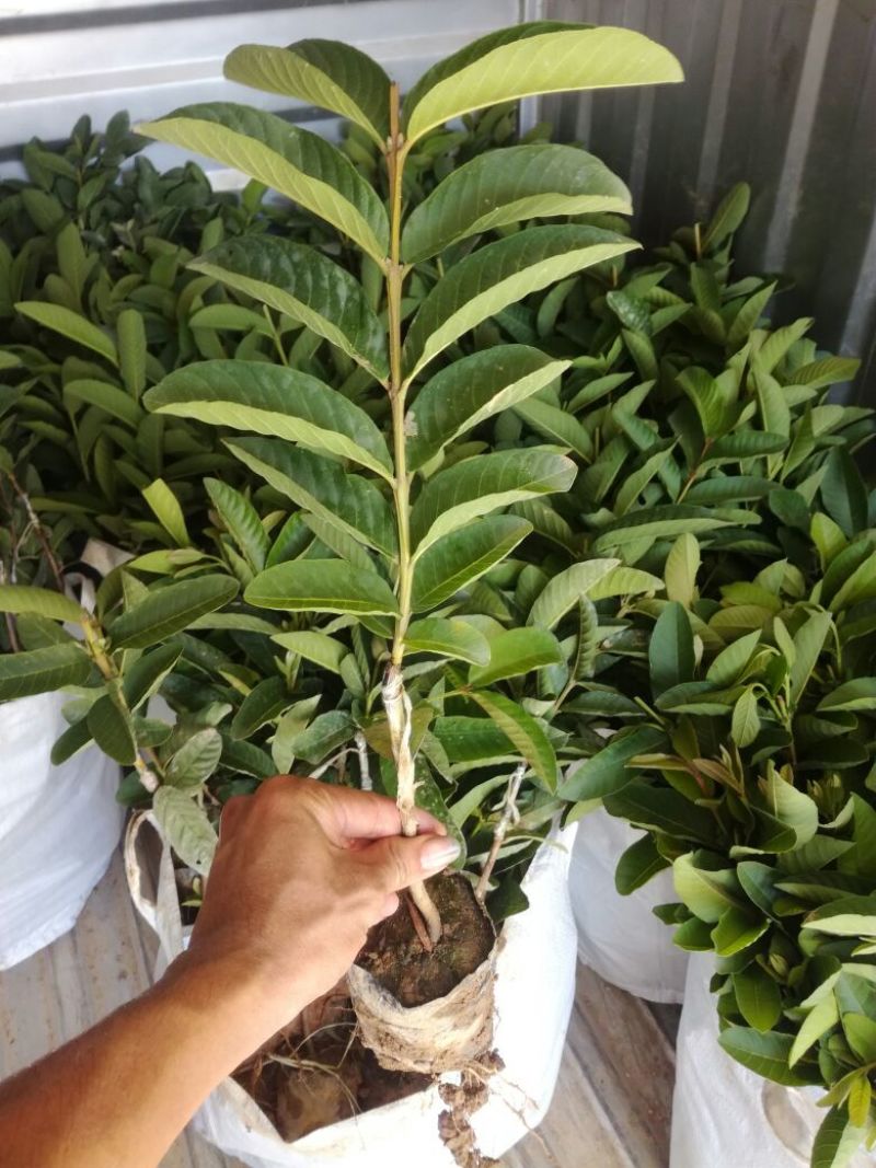 西瓜番石榴苗30~50cm